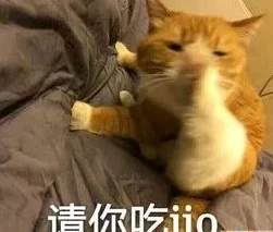 猫咪别追我新手必看！超全玩法揭秘与爆料攻略