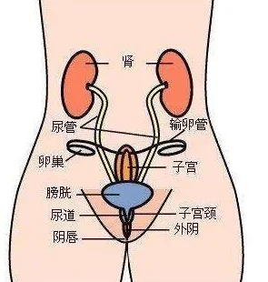 新疆女人下面是怎么发育的呢2025女性健康新知营养运动与女性生殖健康