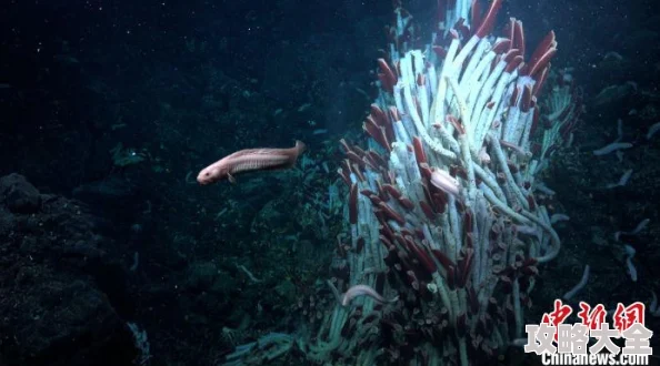 日本a视频惊现罕见深海生物画面引全球关注