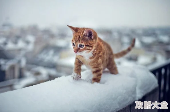 桃源深处有人家雪景喵趣深度玩法解析：猫咪趣事全收集与攻略指南